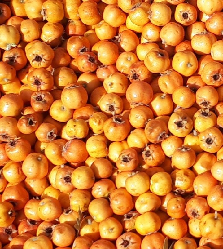 Alıç 1 kg