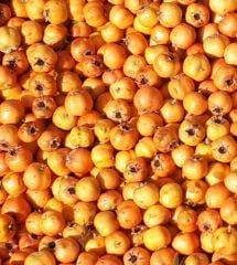 Alıç 1 kg